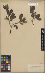 Foto von Salix glauca L. x Salix nigricans Sm.